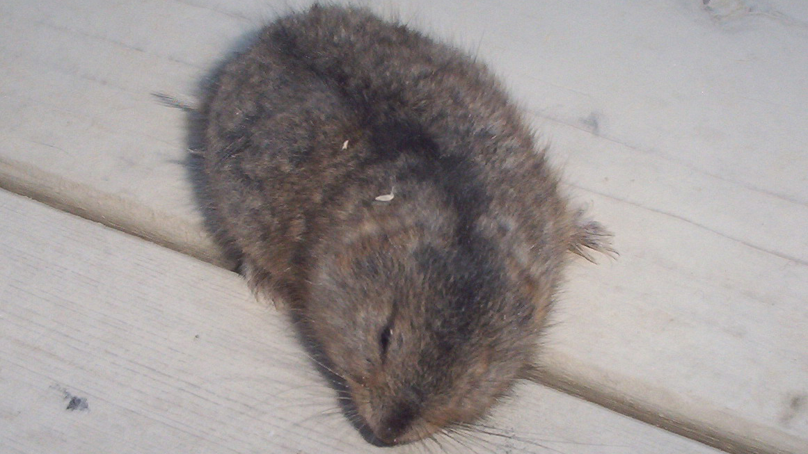 Lemmings influence almost all aspects of arctic ecosystems. Photo © User:CambridgeBayWeather or [1] (Own work) GFDL, CC-BY-SA-3.0, via Wikimedia Commons