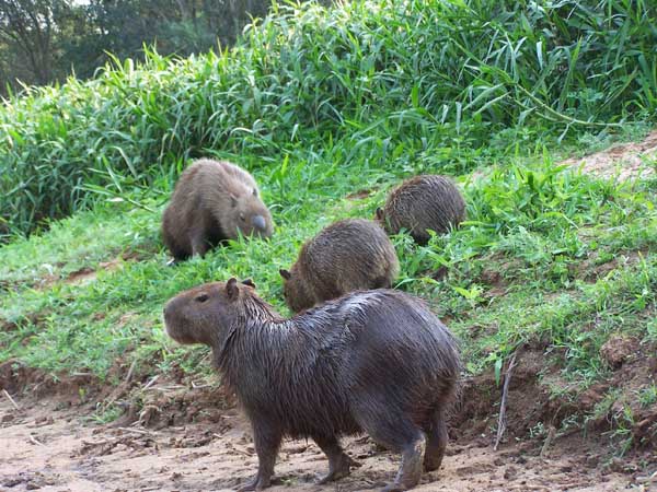 Herds of capybaras, the world's largest rodent, roam the Pantanal. Photo: Matt Miller/TNC