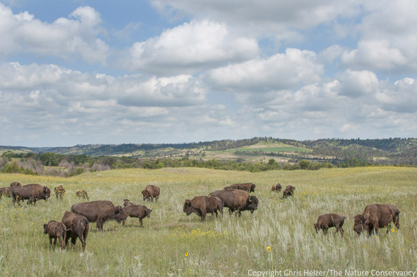 Bison at The Nature Conservancy's Niobrara Valley Preserve in Nebraska. These animals are in a 10,000 acre pasture where they have plenty of room to roam. Photo: Chris Helzer/TNC