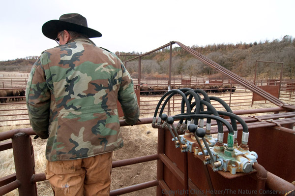 Conservancy employee Doug Kuhre runs the hydraulic-operated gates at a bison sorting corral during an annual roundup at the Niobrara Valley Preserve. Photo: Chris Helzer/TNC