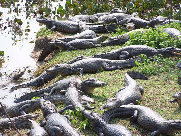 Thousands of yacare caimans congregate around water holes during the Pantanal's dry season. Photo: Matt Miller/TNC