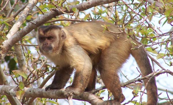 Brown-striped tufted capuchin monkeys are one of three primate species commonly spotted in the northern Pantanal. Photo: Matt Miller/TNC