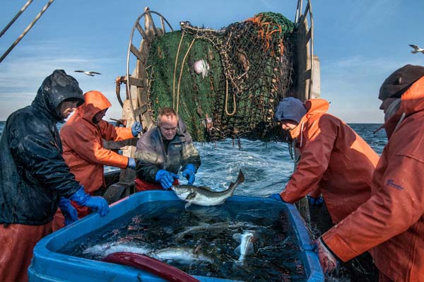 Researchers catch cod to tag. Photo: John Clarke Russ