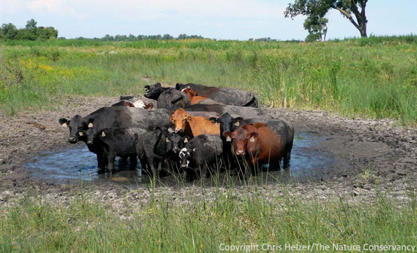 These cattle almost look ashamed of their tendency to hang around in water. In this case, however, we were actually encouraging it as a way to help us control invasive cattails. We pulled the cattle out the next season and this little spot was a great shorebird area, with mud flats with scattered sedges and rushes. Photo: Chris Helzer/TNC