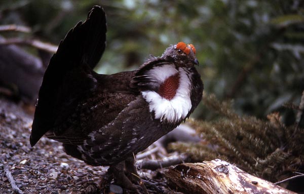 Dusky grouse move to areas with higher elevations (and deeper snow) for the winter. Photo: National Park Service