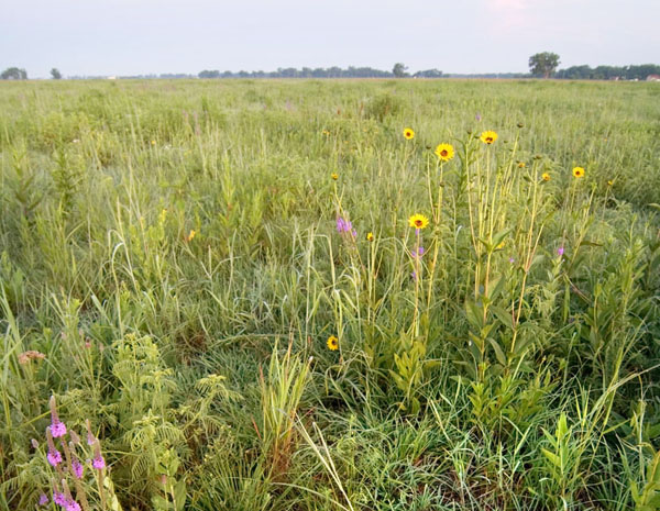 This photo shows the kind of selective grazing cattle can do in a patch-burn grazing system with a moderate stocking rate. Ungrazed forbs in this photo include purple prairie clover, Illinois bundleflower and stiff sunflower – among many others. We like the impacts of this kind of grazing on both plant diversity and insect/wildlife habitat. Photo: Chris Helzer/TNC