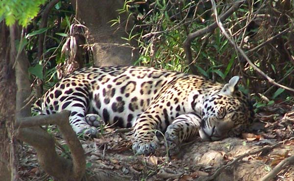 A jaguar sleeps as we quietly observe it from a short distance. Photo: Matt Miller/TNC