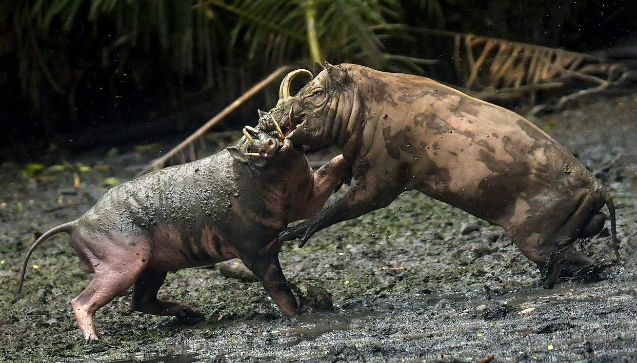 two babirusa fighting