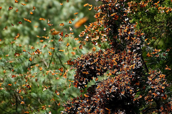 Monarchs overwintering in the Monarch Butterfly Biosphere Reserve. Photo by Flickr user Pablo Leautaud through a Creative Commons license.