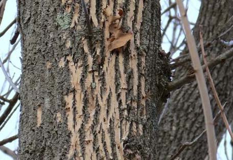 Stripping of ash bark by woodpeckers while seeking emerald ash borer larvae; this foraging damage is called “blonding." Photo: Jennifer Forman Orth,MDAR