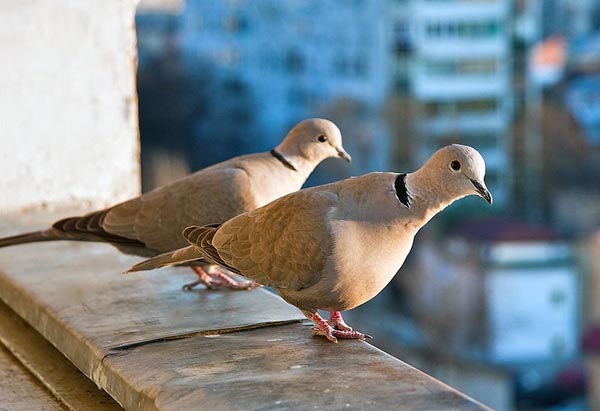 Eurasian collared doves. Photo: Flickr user Horia Varlan under a Creative Commons license