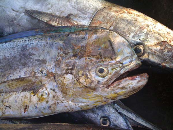 An encounter with mahi-mahi in a market inspired the author's digital story. Photo: Shawn Margles