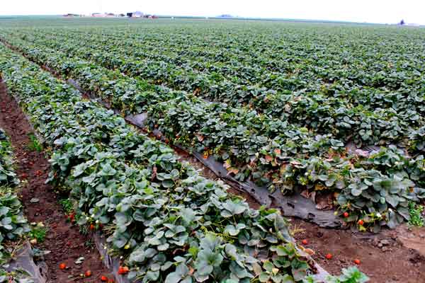 Strawberry field, Watsonville, California. Image credit: benketaro/Flickr through a Creative Commons license.
