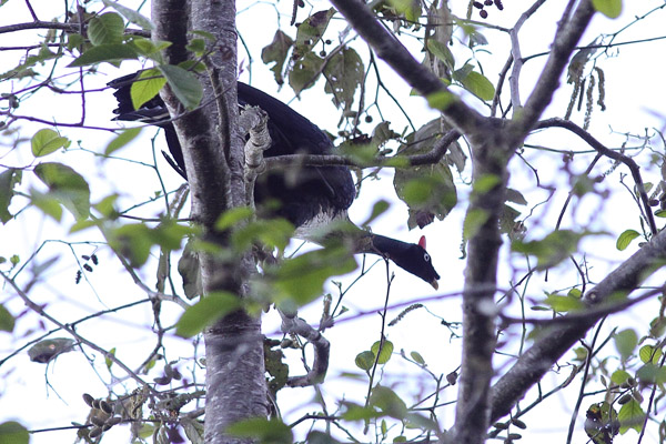 The rare and elusive Horned Guan. Photo: Tim Boucher