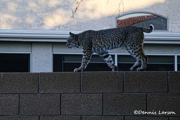 A bobcat in the suburbs. Photo by Dennis Larson via a Creative Commons license.
