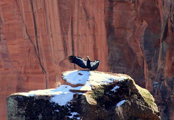 California Condor #99 in Zion National Park. Photo by W. Tipton via a Creative Commons license.