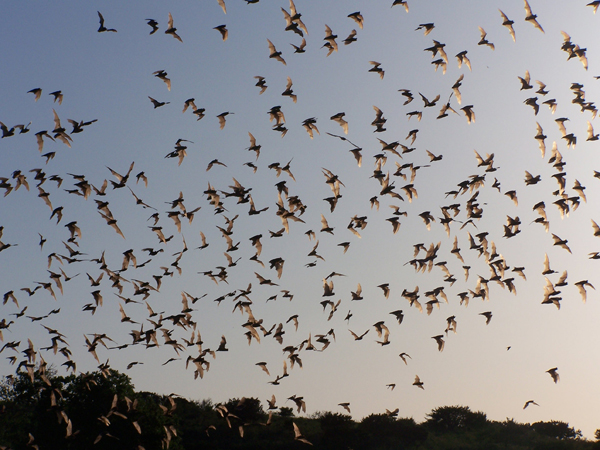 Bats emerge by the millions at Frio Cave near Concan, Texas. Photo: Matt Miller/TNC