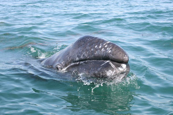 The eastern North Pacific population of grey whales is a major conservation success story. Photo: Diana Bermudez