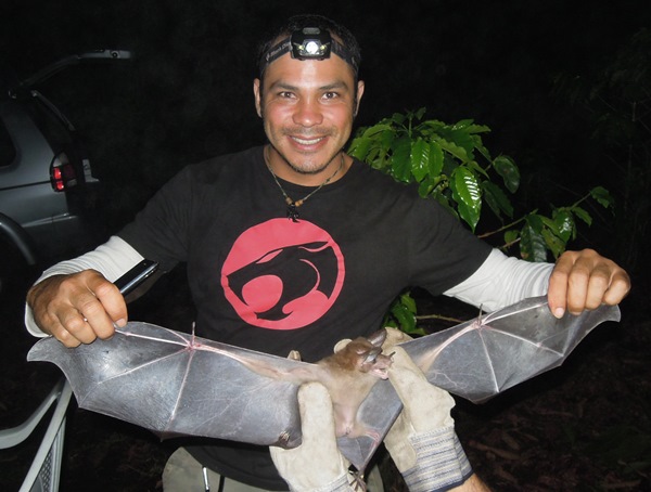 A chance story about netting Vampyrum spectrum -- or False Vampire bat -- led to the idea of doing a comparative study. Jeisson Figueroa Sandí, Stanford Field Crew Leader displays the bat. Photo credit: Hannah Kim Frank