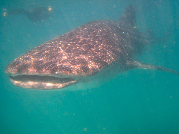 Swimming with whale sharks in Baja off La Paz. Photo: Pat Graham/TNC