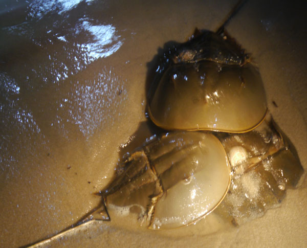 Spawning crabs on Sunray Beach. Photo by Lisa Feldkamp/TNC.