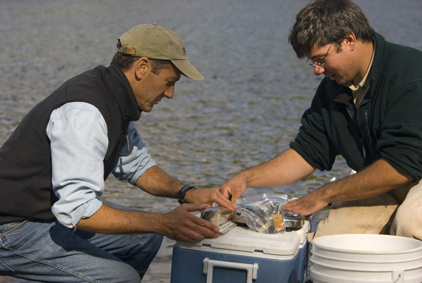 The author (left) and Bill Locke from the University of Southern Maine measure fish in the Penobscot River. Photo: © Bridget Besaw 