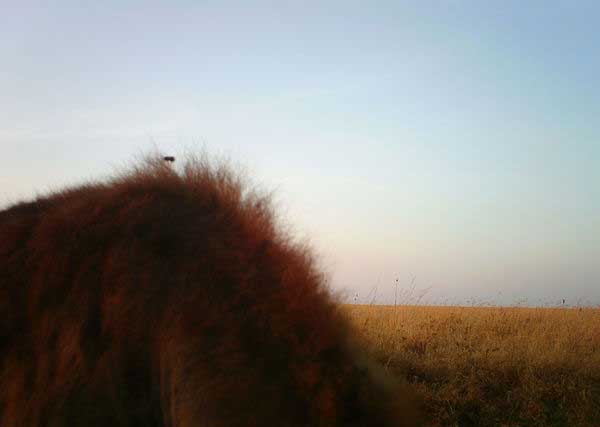Something furry on a camera trap photo in the Serengeti. Photo by Snapshot Serengeti through a Creative Commons license.