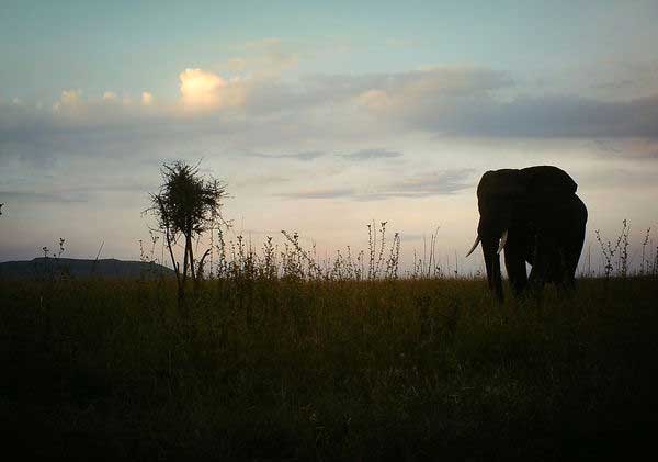 Elephant in the Serengeti. Photo by Snapshot Serengeti through a Creative Commons license.