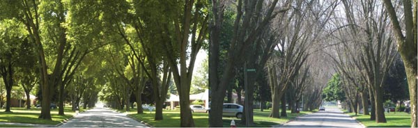 A tree-lined Toledo street before and after an infestation. Photo: Dan Herms/Ohio State University