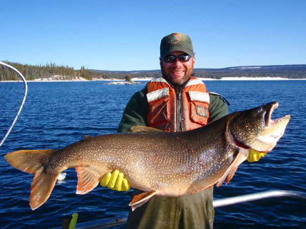 Large lake trout like this have decimated native fish populations in Yellowstone. Photo: National Park Service