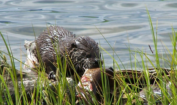 A river otter eats a spawning Yellowstone cutthroat trout in the national park. Photo: Matt Miller/TNC