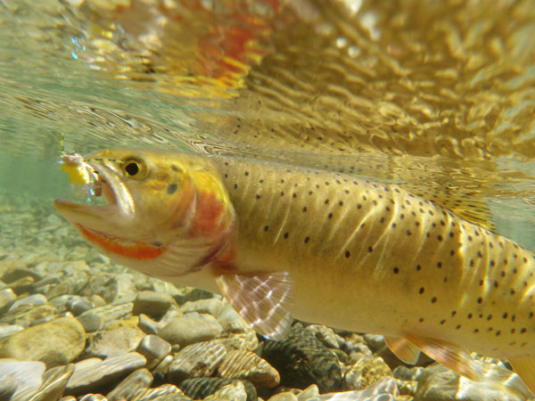 Yellowstone cutthroat trout. Photo: Trout Unlimited