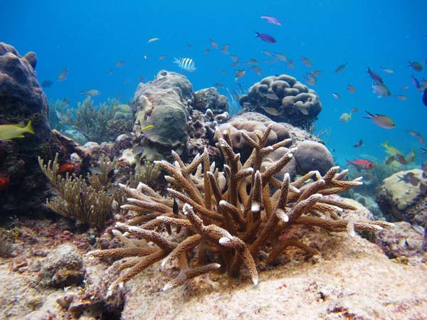 Transplanted corals at Cane Bay. Photo: Kemit-Amon Lewis/TNC