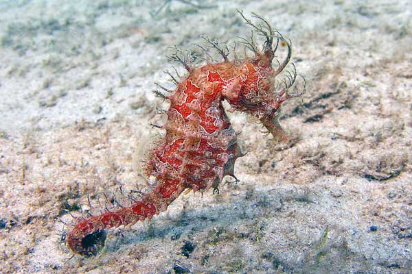 Lined seahorse (Hippocampus erectus). Photo by Kevin Bryant through a Creative Commons license.
