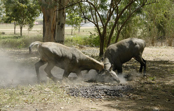 Nilgai bulls fighting. Photo: Wikimedia user Yann under a Creative Commons license.