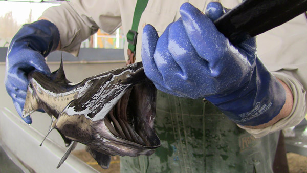 Paddlefish at release site. TNC file photo