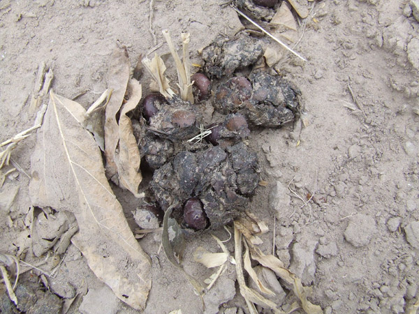 A coyote scat with sabal palm seeds. Photo: Max Pons/TNC