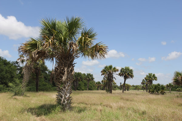 Sabal palms at The Nature Conservancy's Southmost Preserve. Photo: Matt Miller/TNC