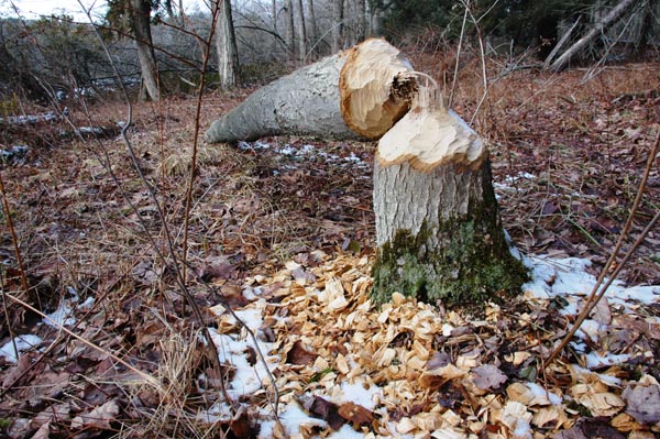 Beavers versus old growth forest? Stay tuned. Photo: George C. Gress/TNC