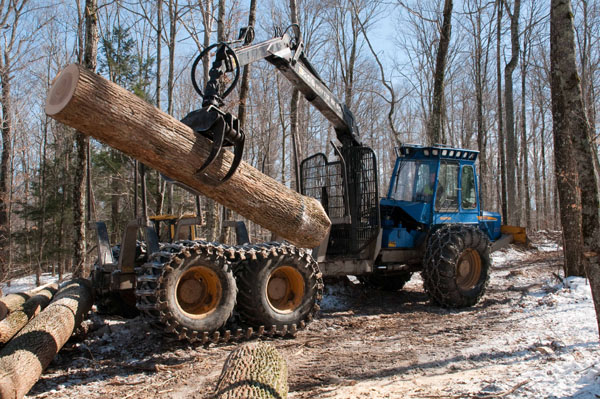 Proceeds from the ash harvest will fund hemlock protection. Photo: George C. Gress/TNC