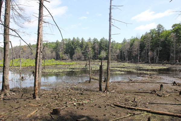 The pond after dam removal may not be as scenic, but it will allow native plants to thrive. Photo: Matt Miller/TNC