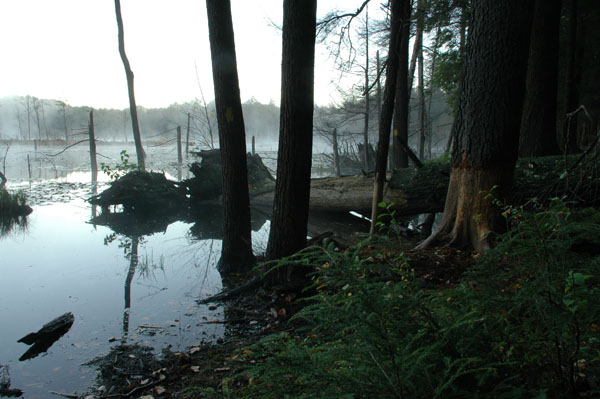 Beaver activity floods hemlock groves at Woodbourne Preserve. Photo: George C. Gress/TNC
