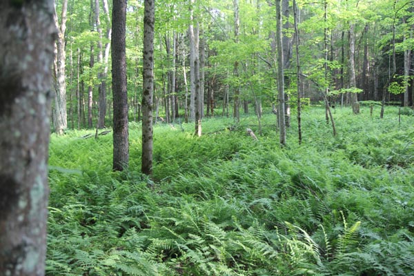 Lots of ferns and little understory: signs of a deer-damaged forest. Photo: Matt Miller/TNC