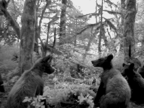 Camera trap images of grzzly bears. Photo: © Chris Darimont