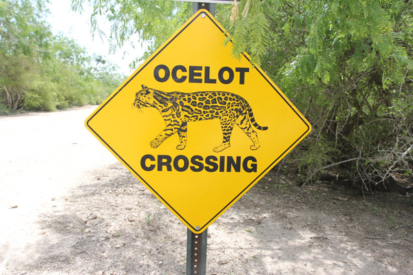 A sign alerts motorists at Laguna Atascosa National Wildlife Refuge. Photo: Matt Miller/TNC