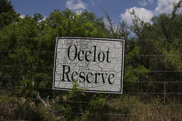 The 481-acre tract of native brush on the Yturria Ranch is a designated ocelot reserve. Photo: Matt Miller/TNC