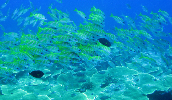 A school of snappers thrive... Photo credit: Trina Leberer/TNC