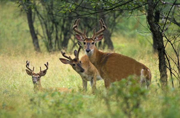 Deer management is always a hot topic on Cool Green Science. Photo: © Kent Mason