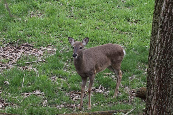 The recovery of white-tailed deer was a highly successful conservation effort. Too successful. Photo: Matt Miller/TNC