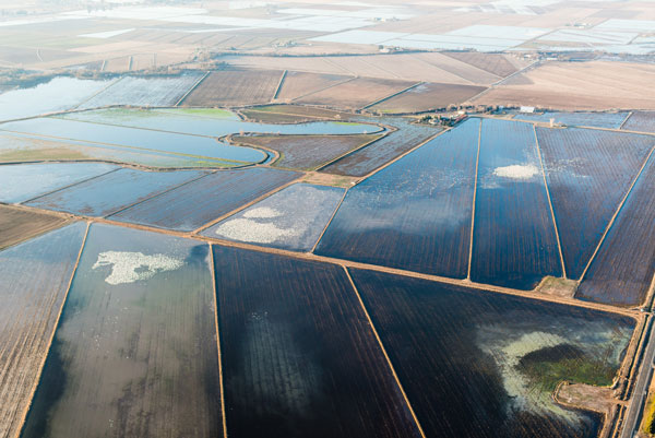 Aerial view of flooded rice fields with snow geese. Photo © Drew Kelly/TNC.